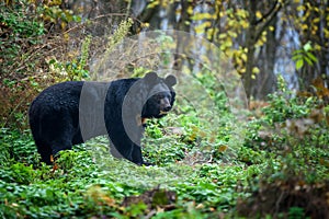 Asiatic black bear Ursus thibetanus in the autumn forest