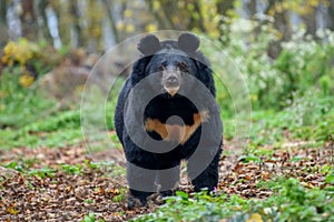 Asiatic black bear Ursus thibetanus photo