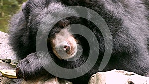 Asiatic Black Bear Ursus thibetanus, Himalayan Black Bear sleeping