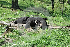 Asiatic black bear (Ursus thibetanus