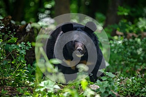 Asiatic black bear Ursus thibetanus in summer forest. Wildlife scene from nature