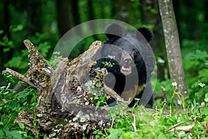 Asiatic black bear Ursus thibetanus in summer forest. Wildlife scene from nature