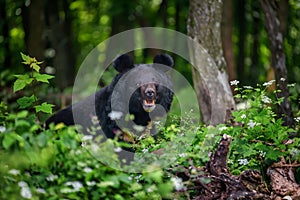 Asiatic black bear Ursus thibetanus in summer forest. Wildlife scene from nature