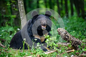 Asiatic black bear Ursus thibetanus in summer forest. Wildlife scene from nature