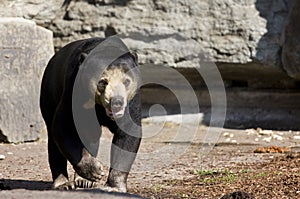 Asiatic black bear (Ursus thibetianus)