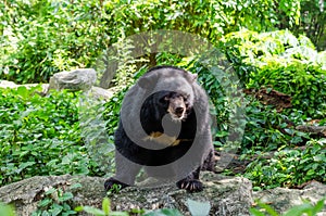 Asiatic Black Bear in the wild