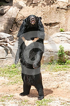 Asiatic black bear photo