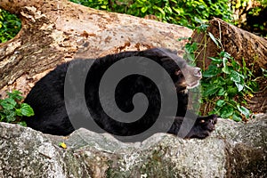Asiatic black bear