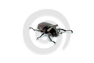 The Asiatic coconut palm rhinoceros beetle insect