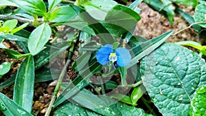 asiatic dayflower bright green leaves and blue flower