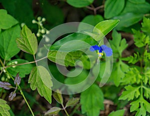 Asiatic Dayflower, Commelina communis photo