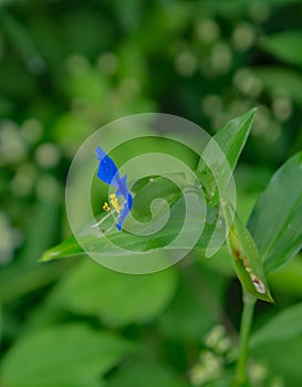 Asiatic Dayflower, Commelina communis photo