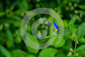 Asiatic Dayflower, Commelina communis photo