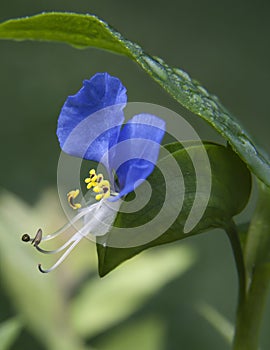 Asiatic Dayflower of Kentucky