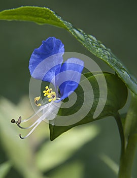 Asiatic Dayflower of Kentucky photo