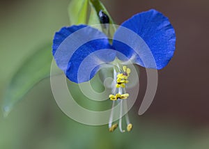 Asiatic Dayflower Mouse Ears - Commelina communis photo