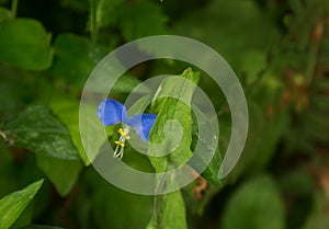 Asiatic Dayflower or Mouse Flower photo
