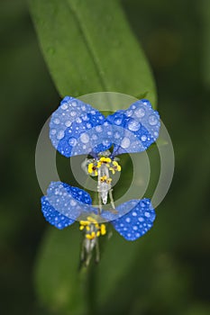 Asiatic Dayflower photo