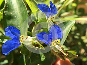 Asiatic dayflowers