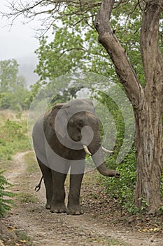 Asiatic Elephant