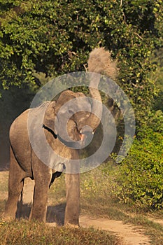 Asiatic Elephant, Corbett Tiger Reserve, Uttarakhand, India