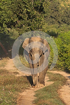 Asiatic Elephant, Corbett Tiger Reserve, Uttarakhand, India photo