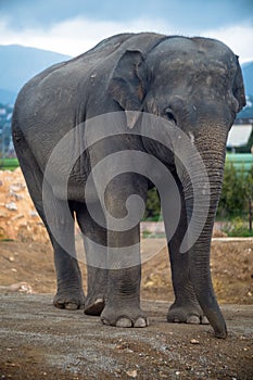 Asiatic elephant Elephas maximus