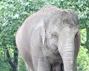 Asiatic elephant   Elephas maximus