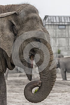 Asiatic Elephant, Elephas maximus Close up Vertical photo