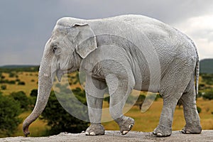 Asiatic elephant (Elephas maximus)