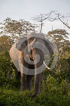 Asiatic Elephant, Elephas maximus indicus, Assam, India