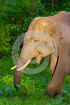 Asiatic Elephant, Elephas maximus, Nagarhole Tiger Reserve, Karnataka