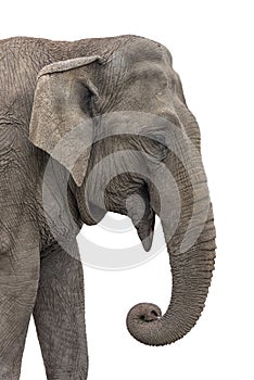 Asiatic Elephant, Elephas maximus Portrait Isolated