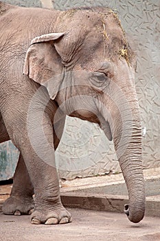 Asiatic elephant (Elephas maximus) walking