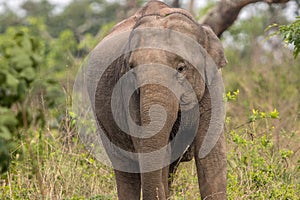 Asiatic elephant on its way to the tiger reserve area at bandipur karnataka india