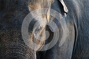 Asiatic elephant