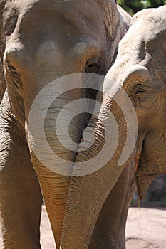 Asiatic Elephants (Elephas maximus)