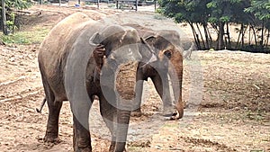Asiatic Elephants in Indira gandi Zooligical park at Visakhapatnam -Ultra HD(4k)