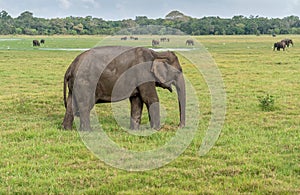 Asiatic Elephants in Minneriya National Park in Sri Lanka photo