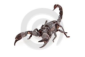 Asiatic Forest Scorpion