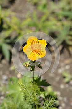 Asiatic globeflower