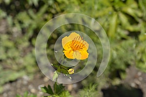 Asiatic globeflower