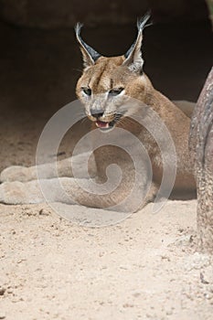 Asiatic golden cat