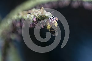 Asiatic honey bee on the paspalum flower.