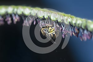 Asiatic honey bee on the paspalum flower.