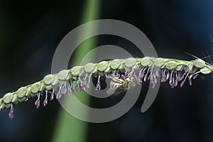 Asiatic honey bee on the paspalum flower.