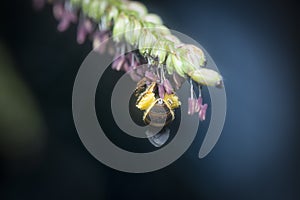 Asiatic honey bee on the paspalum flower.