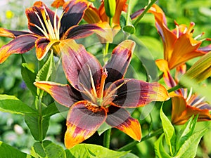 Asiatic hybrid of Easy Samba lily blooms in the garden on a summer day