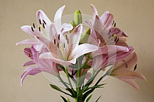 Asiatic hybrids lilium in bloom, light pink flower heads