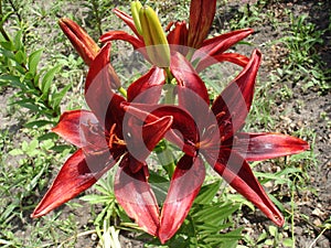 Asiatic hybrids lilium 'Original Love' dark-red flowers and buds